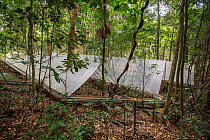 The Daintree Drought Experiment, rainforest plants grown under cover to see how they respond to drought. Daintree Rainforest Observatory, northern Queensland, Australia. September 2015