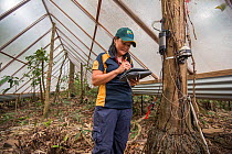 Dr. Yoko Ishida at the Daintree Drought Experiment downloads data from the trees carrying her scientific instruments. Daintree Rainforest Observatory, Queensland, Australia. September 2015