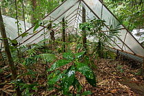 The Daintree Drought Experiment, rainforest plants are grown under cover to see how they respond to drought. Daintree Rainforest Observatory, northern Queensland, Australia. October 2015