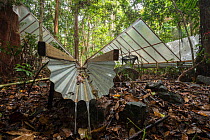 Water redirected through gutters at the Daintree Drought Experiment, where rainforest plants are grown under cover to see how they respond to drought. Daintree Rainforest Observatory, northern Queensl...
