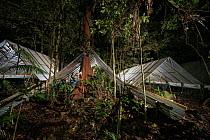 Night time at the Daintree Drought Experiment in northern Queensland with Johan Larson of the Daintree Rainforest Observatory looking for insects during his regular night spotlighting activities. Dain...