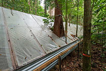 The Daintree Drought Experiment, rainforest plants grown under cover to see how they respond to drought. Daintree Rainforest Observatory, northern Queensland, Australia. October 2015