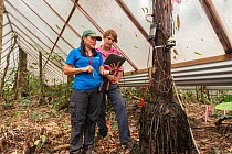 Leader of the Drought Experiment Dr. Susan Laurance and Dr. Yoko Ishida downloading data from the trees carrying scientific instruments at the Daintree Rainforest Observatory, Queensland, Australia. D...