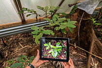 Scientific experiment to see how rainforest plants cope under drought conditions, with photograph on tablet showing what a wet healthy forest looks like. Daintree Rainforest Observatory, Australia. De...