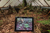 Scientific experiment to see how rainforest plants cope under drought conditions, with photograph on tablet showing what a wet healthy forest looks like. Daintree Rainforest Observatory, Australia. De...