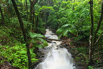 Creeks / stream in spate due to heavy rainfall, Daintree rainforest, Queensland, Australia. December 2015