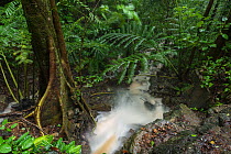 Creek / stream in spate after heavy rainfall, Daintree rainforest, Queensland, Australia. December 2015