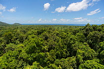 View of tree canopy from Daintree Rainforest Observatory&#39;s crane. Daintree Rainforest Observatory, Queensland, Australia February 2015