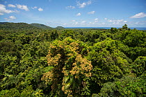 View of tree canopy from Daintree Rainforest Observatory&#39;s crane. Daintree Rainforest Observatory, Queensland, Australia February 2015