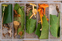 Fungi collected by scientists / mycologists in Daintree Rainforest Observatory, Queensland, Australia. February 2015