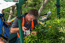 Dr. Raymond Dempsey studying response to wet-dry seasonal transition in rainforest trees, in basket lifted by crane. Daintree rainforest observatory, Queensland, Australia. February 2015