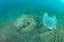 Saddleback clownfish (Amphiprion polymnus) surrounded by marine trash around its anemone home, Sulawesi, Indonesia. November.