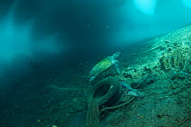 Hawksbill sea turtle (Eretmochelys imbricata) in its polluted habitat under a pier, Maluku, Indonesia. November.