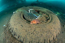 Moral eels, Urchins, Cuttlefish, Shrimp and other marine life living within a discarded tyre and fishing net under a ships&#39; harbour, Maluku, Indonesia. November.