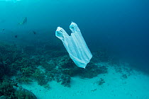 Divers swimming past a plastic bag floating underwater, resembling a jellyfish, Maluku, Indonesia. November 2018.