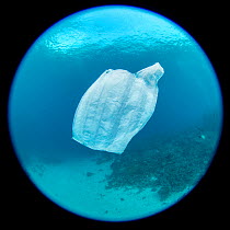 Plastic bag floating underwater, resembling a jellyfish, in a coral reef, Maluku, Indonesia. November 2018.