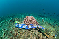 Rubbish covering the seabed, Maluku, Indonesia, November 2018.