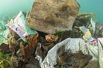 Globefish (Diodon nicthemerus) surrounded by plastic rubbish such as single use plastic bottles, cups, packaging, labels, waste and woven sacks, Sulawesi, Indonesia. November.