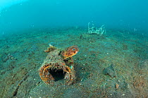 Long-spine Porcupinefish (Diodon holocanthus) in its discarded aluminum can home, North Sulawesi, Indonesia. November.