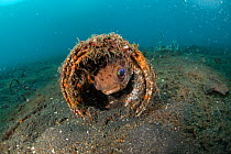 Long-spine Porcupinefish (Diodon holocanthus) in its discarded aluminum can home, North Sulawesi, Indonesia. November.