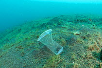 Discarded single use plastic water cup being carried by the current, resembling a jellyfish, Sulawesi, Indonesia. November 2018.
