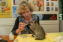 Wildlife carer Margit Cianelli feeding Black-footed tree-rat / Djintamoonga (Mesembriomys gouldii) Lumholtz Lodge, Atherton Tablelands, Queensland, Australia. Model released.