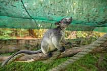 Lumholtz&#39;s tree-kangaroo (Dendrolagus lumholtzi) juvenile in secure outside exercise area. Lumholtz Lodge, Atherton Tablelands, Queensland, Australia