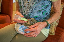 Margit Cianelli bottle feeding a baby Green ringtail possum (Pseudochirops archeri) Atherton Tablelands, Queensland, Australia. Model released.