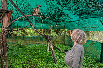 Wildlife carer Margit Cianelli with young Lumholtz&#39;s tree-kangaroo (Dendrolagus lumholtzi) in secure outside exercise area. Lumholtz Lodge, Atherton Tablelands, Queensland, Australia. Model releas...