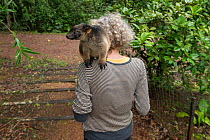 Wildlife carer Margit Cianelli walking with young Lumholtz&#39;s tree-kangaroo (Dendrolagus lumholtzi) Lumholtz Lodge, Atherton Tablelands, Queensland, Australia. Model released.