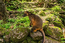 Lumholtz tree kangaroo (Dendrolagus lumholtzi) Geoffrey was raised from baby to adulthood by Margit Cianelli and released into her 140-acre rainforest backyard 8 years ago. He since became the alpha m...
