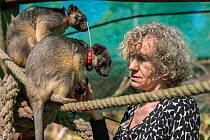Wildlife carer Margit Cianelli with juvenile Lumholtz kangaroo (Dendrolagus lumholtzi) with radio collar. The tree kangaroo has a radio collar to allow her to explore her forest surroundings ready for...