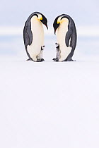 Emperor penguin (Aptenodytes forsteri), two adults brooding begging chicks aged five weeks. Atka Bay, Antarctica. September.