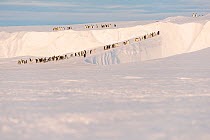 Emperor penguin (Aptenodytes forsteri) group in procession across ice shelf to provide food for young. Atka Bay, Antarctica. September 2017.