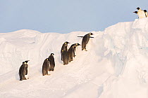 Emperor penguin (Aptenodytes forsteri) group clambering up slope during journey to bring back food for young. Atka Bay, Antarctica. September.