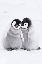 Emperor penguin (Aptenodytes forsteri), two chicks aged six to eight weeks huddling together. Atka Bay, Antarctica. September.