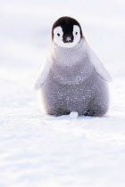 Emperor penguin (Aptenodytes forsteri) chick aged six to eight weeks, portrait. Atka Bay, Antarctica. September.