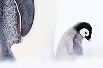 Emperor penguin (Aptenodytes forsteri) chick aged six to eight weeks near adult&#39;s feet. Atka Bay, Antarctica. September.