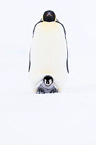 Emperor penguin (Aptenodytes forsteri) brooding chick aged six to eight weeks. Atka Bay, Antarctica. September.