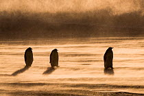 Emperor penguin (Aptenodytes forsteri), three in a row, walking through drifting snow to feed young. Atka Bay, Antarctica. September.