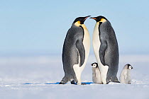 Emperor penguin (Aptenodytes forsteri), two adults with chicks aged six to eight weeks. Atka Bay, Antarctica. September.