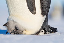 Emperor penguin (Aptenodytes forsteri) chick lying flat under brooding parent. Atka Bay, Antarctica. September.