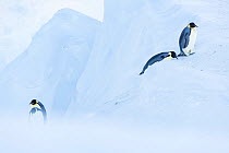 Emperor penguin (Aptenodytes forsteri) climbing up out of gully in ice. Atka Bay, Antarctica. September.