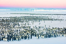 Emperor penguin (Aptenodytes forsteri) breeding colony, adults brooding chicks. Atka Bay, Antarctica. September 2017.