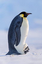Emperor penguin (Aptenodytes forsteri) brooding chick, portrait. Atka Bay, Antarctica. September.