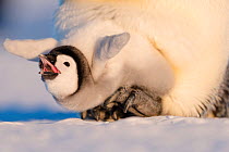 Emperor penguin (Aptenodytes forsteri) chick aged six to eight weeks stretching and yawning whilst on parent&#39;s feet. Atka Bay, Antarctica. September.