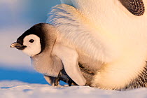 Emperor penguin (Aptenodytes forsteri) chick aged six to eight weeks sheltering on parent&#39;s feet, portrait. Atka Bay, Antarctica. September.