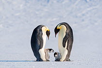 Emperor penguin (Aptenodytes forsteri), two adults brooding chicks. One chick exhibiting aggression towards other. Atka Bay, Antarctica. September.