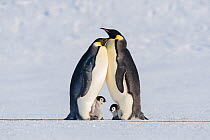 Emperor penguin (Aptenodytes forsteri), two adults brooding chicks. Atka Bay, Antarctica. September.