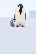 Emperor penguin (Aptenodytes forsteri) standing with chick. Atka Bay, Antarctica. September.